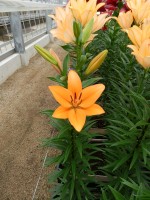 [5084 Indian Diamond SES No01.JPG]